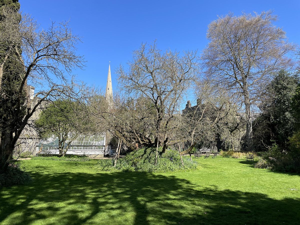 The mulberry tree in the Fellows' Garden at Christ's College