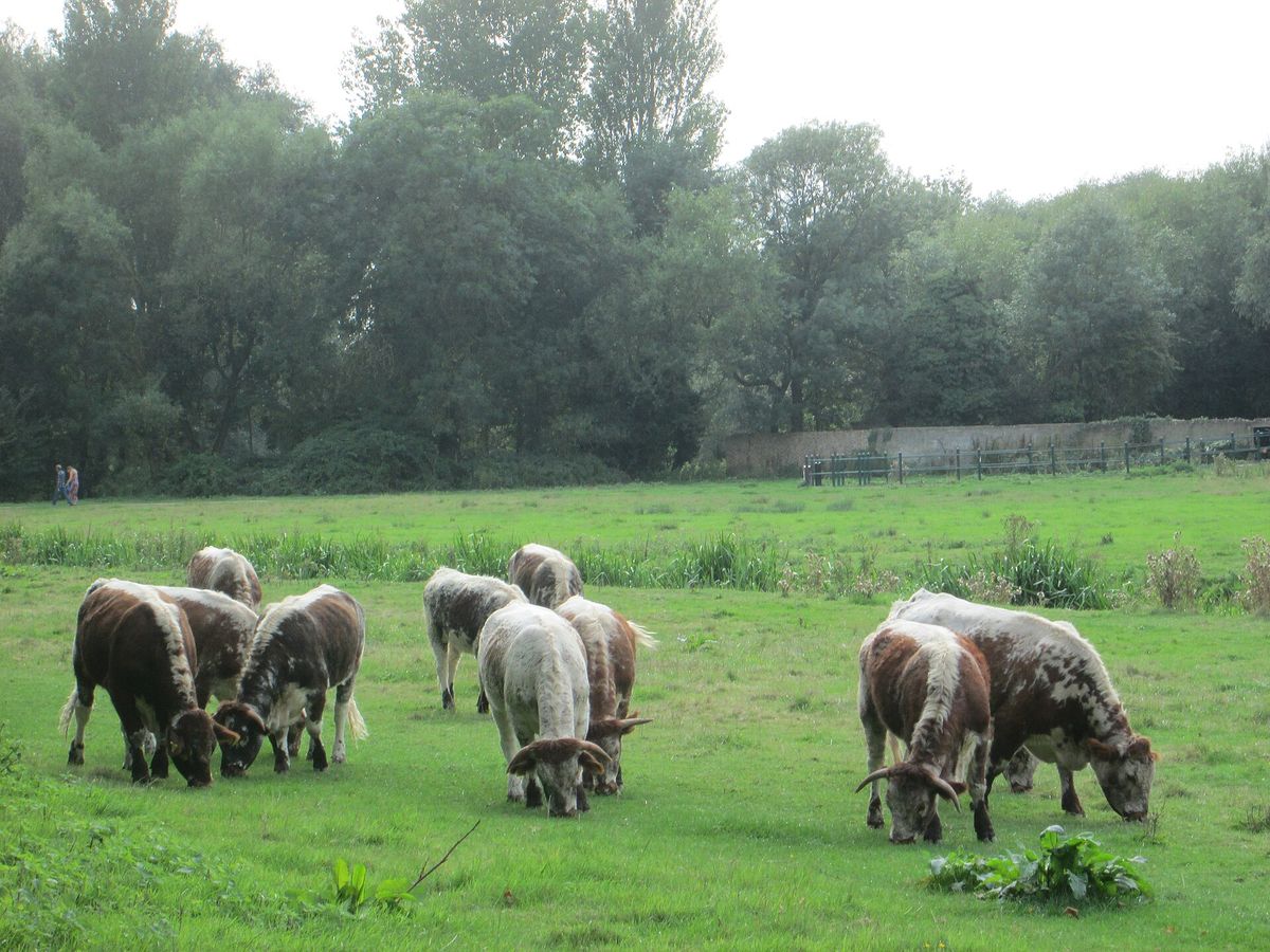 Longhorn cattle grazing on the grass of Coe Fen with trees behind