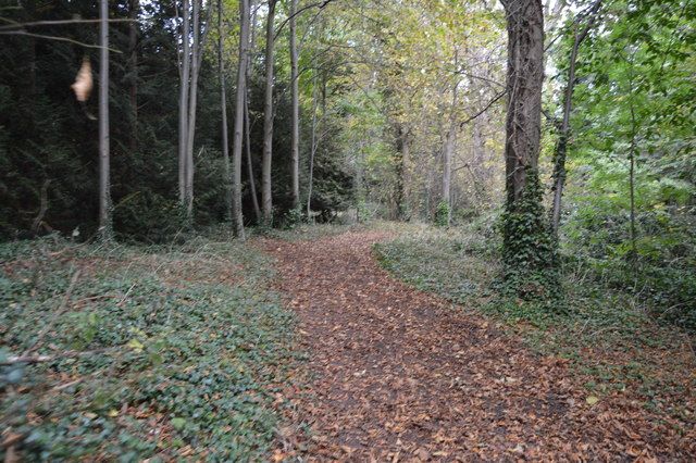 A leaf-covered path through woodland at Wandlebury Country Park